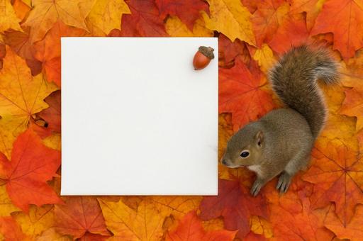紅葉。キャンバス。リス。の写真