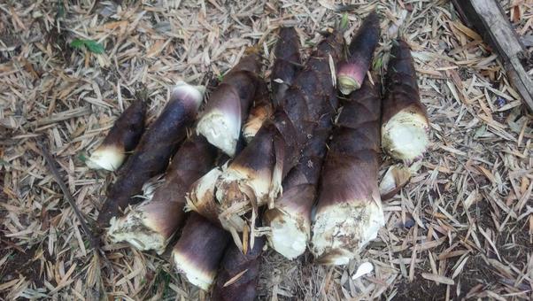 千葉県・たけのこ 千葉県・たけのこ 千葉県,たけのこ,山の写真素材