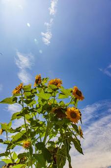 夏のひまわりの写真