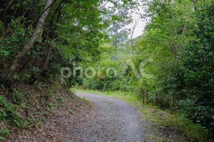 府民の森、ハイキング道 風景,自然,木の写真素材