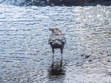 水辺のカラス 水辺のカラスの写真