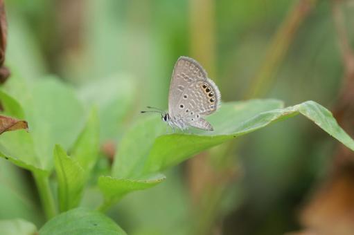 Photo, cirrhoscyllium dipsacolepis (species of sandpiper), insect, butterfly, 
