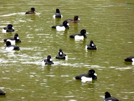 郊外の池で越冬中のキンクロハジロの群れ 郊外の池で越冬中のキンクロハジロの群れ キンクロハジロ,鳥,野鳥の写真素材