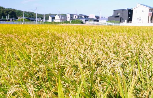 稲田と住宅街 稲田と住宅街 稲,田,秋の写真素材