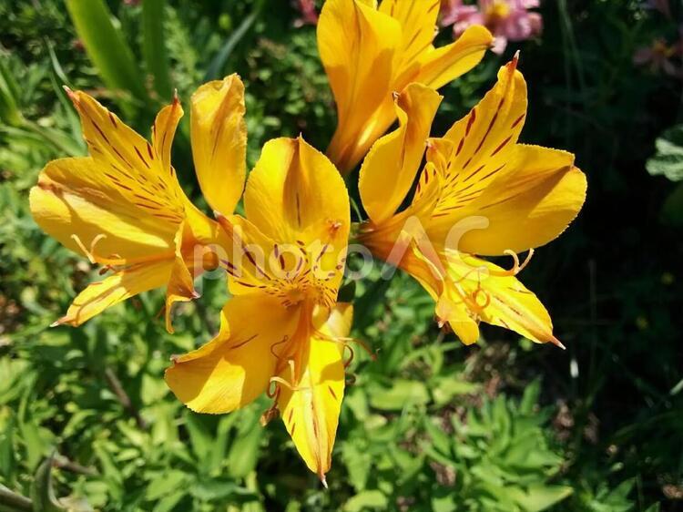 花　アルストロメリア　ユリズイセン　華奢　友情　凛々しさ　幸い　持続　2 アルストロメリア,ユリズイセン,華奢の写真素材