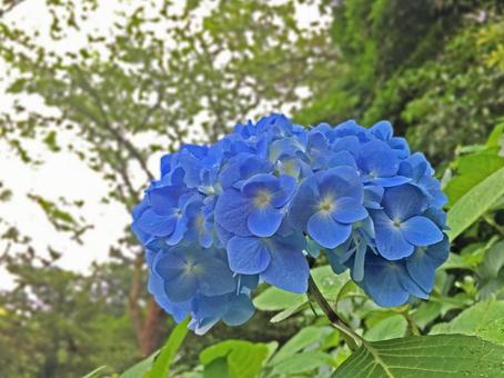 木々の中に咲く青い紫陽花 木々の中に咲く青い紫陽花の写真