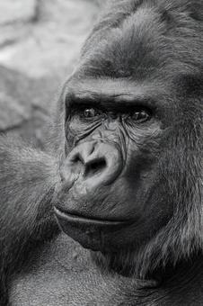 ニシゴリラ ニシゴリラの写真