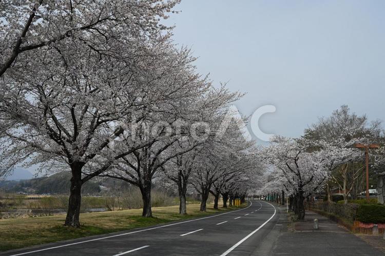 安中市米山体育館前の桜並木 春,景色,風景の写真素材