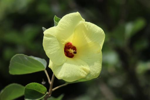 ハマボウの黄色い花びらの花のアップ ハマボウの黄色い花びらの花のアップ ハマボウ,黄色い,花びらの写真素材