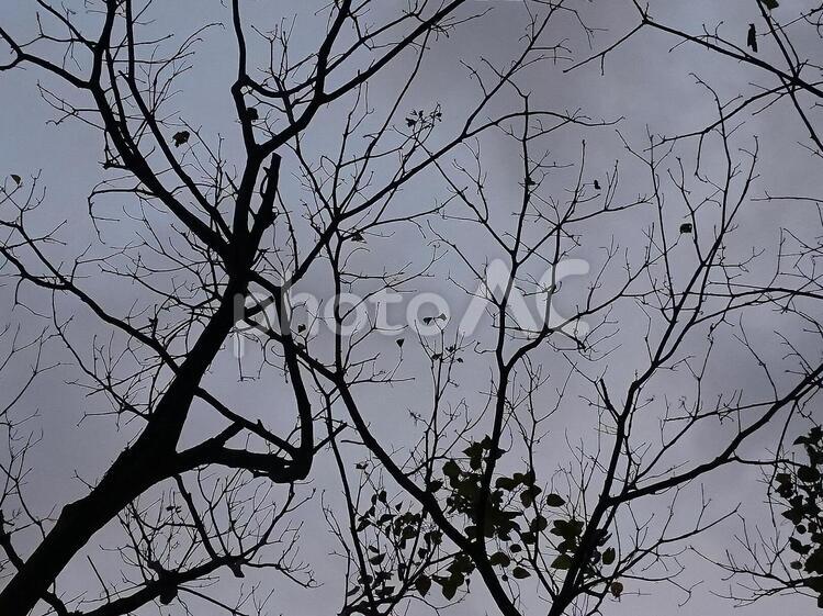 冬枯れの落葉樹 落葉樹,冬,枯れの写真素材