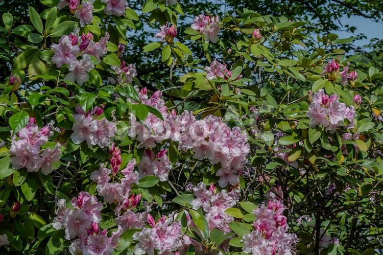 春のあしかがフラワーパーク シャクナゲ,石楠花,花の写真素材