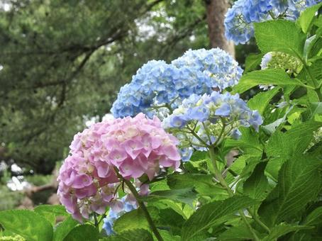 ピンクと水色の紫陽花 ピンクと水色の紫陽花 アジサイ,あじさい,ピンクの写真素材