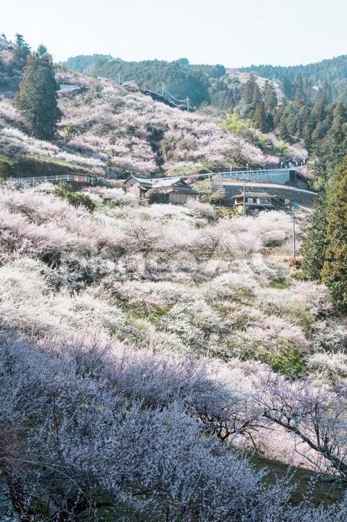 賀名生梅林の風景 梅,梅林,梅林公園の写真素材