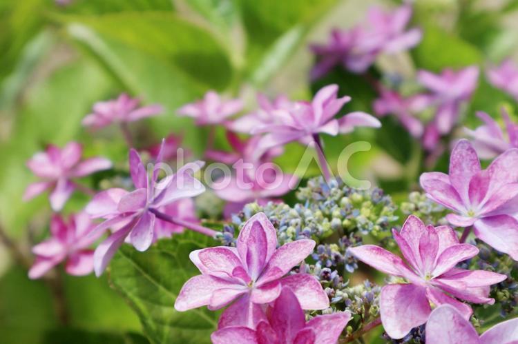 ガクアジサイ5 紫陽花,あじさい,アジサイの写真素材