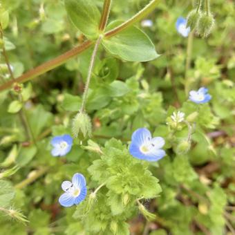 オオイヌノフグリ オオイヌノフグリ オオイヌノフグリ,青い花,春の花の写真素材