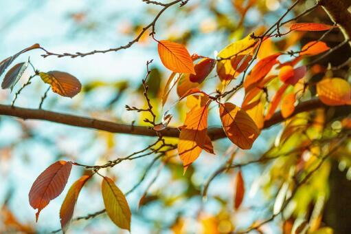 カラフルな紅葉 紅葉,秋,冬の写真素材