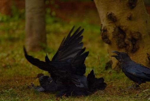 カラス カラスの写真