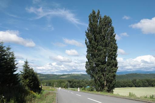 ケンとメリーの木 ケンとメリーの木 北海道,大地,青空の写真素材
