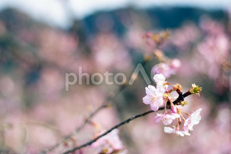 春の花、ピンクの桜の花と枝 木,木々,背景ボケの写真素材
