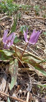 Dogtooth violet, JPG