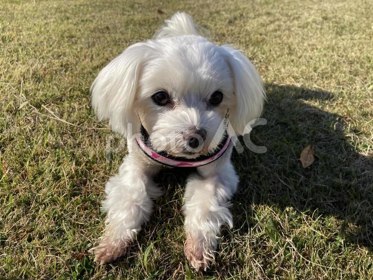 伏せをする犬 伏せ,犬,遊ぶの写真素材