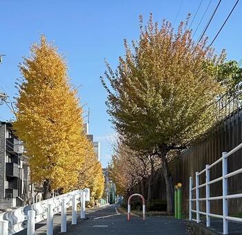 銀杏並木 銀杏,並木,背景の写真素材