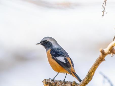 照片, 黄尾鸲, 乔比奥, 雄性daurian redstart, 