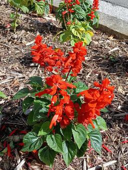 サルビアの花 サルビア,花,花壇の写真素材