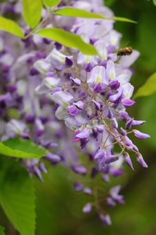 Wild Wisteria, JPG