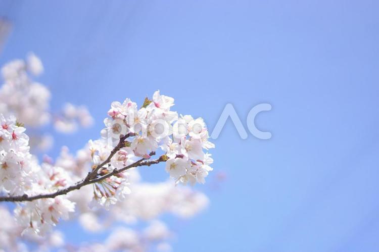 染井吉野と青い空 さくら,花,春の写真素材