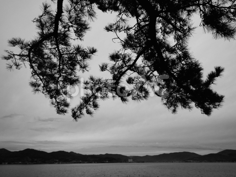 モノクロ　松の枝と浜名湖 モノクロ,松の枝,浜名湖の写真素材