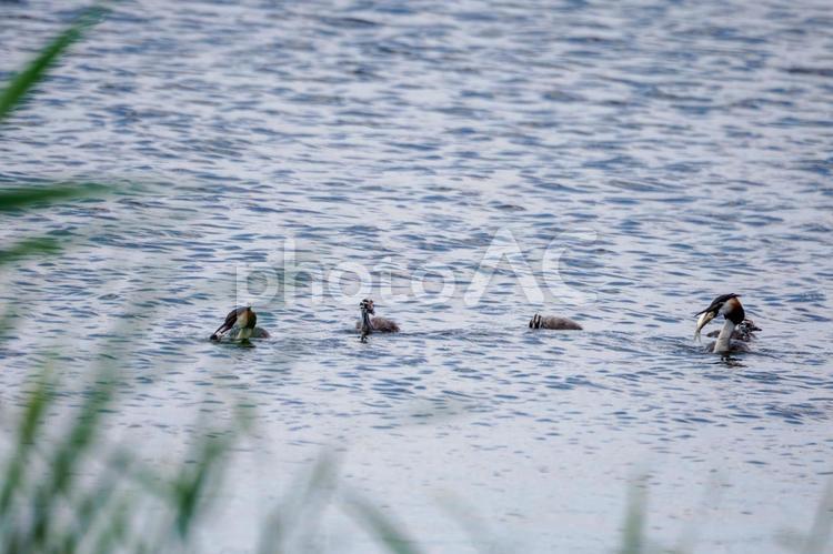 カンムリカイツブリの家族⑺ 鳥,カンムリカイツブリ,野鳥の写真素材