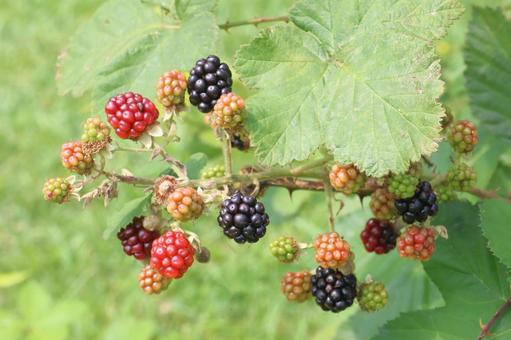 植物 ブラックベリー 植物 ブラックベリー ブラックベリー,植物,果実の写真素材