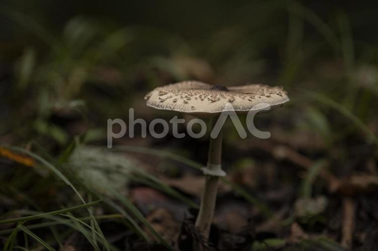 森の中で生えていたカラカサタケ カラカサタケ,きのこ,茸の写真素材