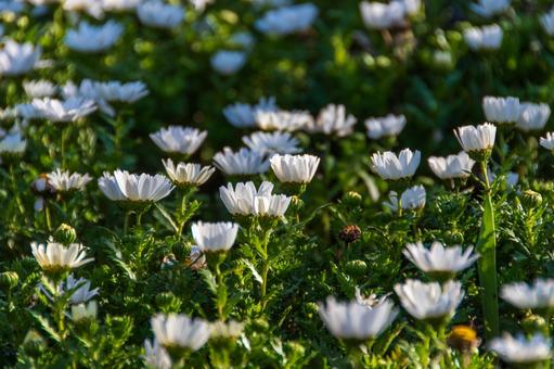 春の花 春の花の写真