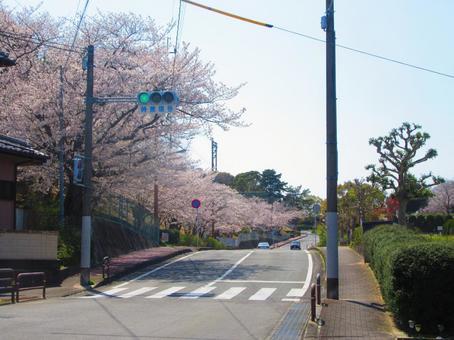 桜並木の道路 桜,桜並木,自然の写真素材