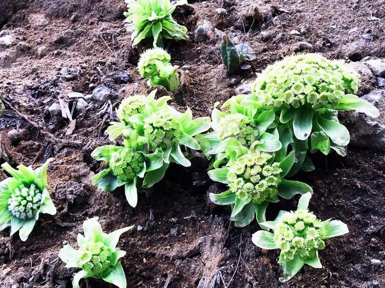 フキノトウ・群生 ふきのとう,蕗,山菜の写真素材
