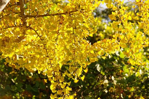 黄葉したイチョウ イチョウ,木,ギンナンの写真素材