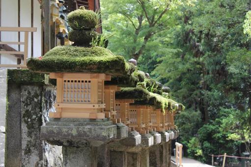 Photo, lantern, moss, line up, 