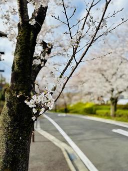 桜のある道路 桜のある道路 桜,春,サクラの写真素材
