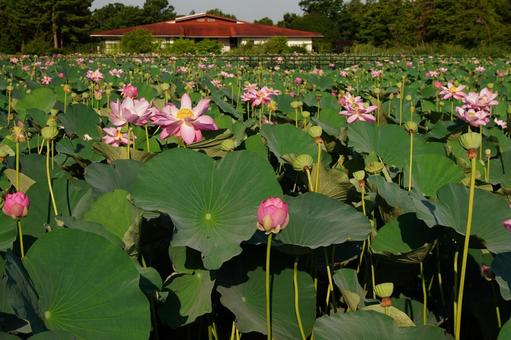 ハスの花の写真
