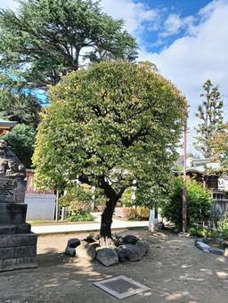 木 木,樹木,植物の写真素材