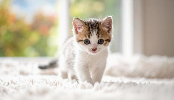 猫 子ネコ 猫 子ネコの写真