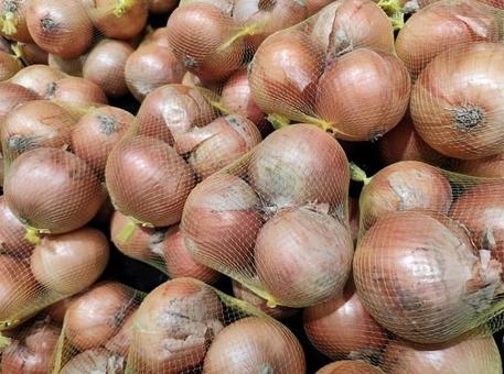 玉ねぎ 玉ねぎの写真