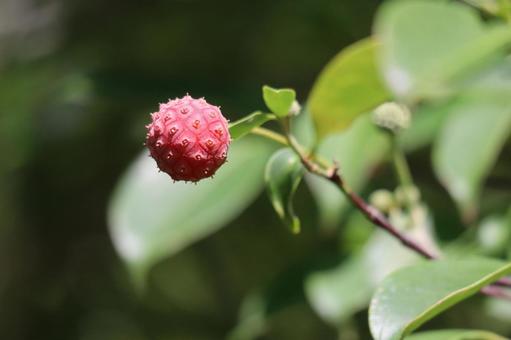 赤い実のなるヤマボウシの木の枝先のアップ 赤い,実,ヤマボウシの写真素材