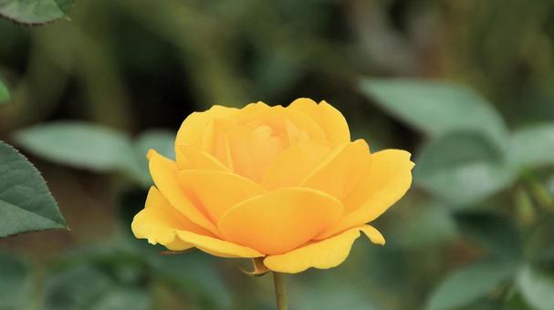 河津バカテル公園　秋バラの写真