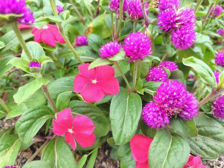 ニチニチソウと千日紅 ニチニチソウ,千日紅,植物の写真素材