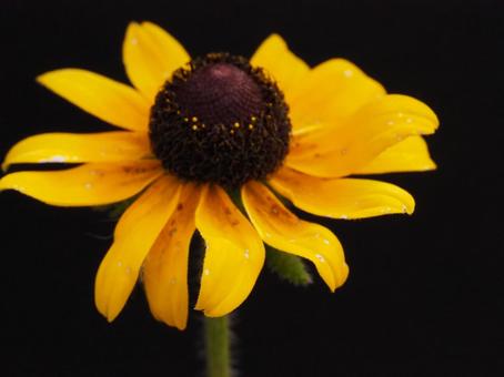 黄色い花 黄色い花の写真