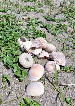 貝殻集め 貝殻集め 砂浜,貝,貝殻の写真素材