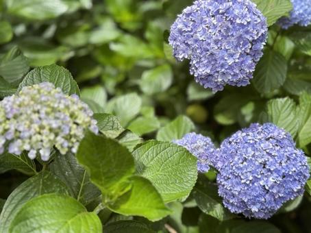 Cute little hydrangea, JPG Cute little hydrangea, JPG
